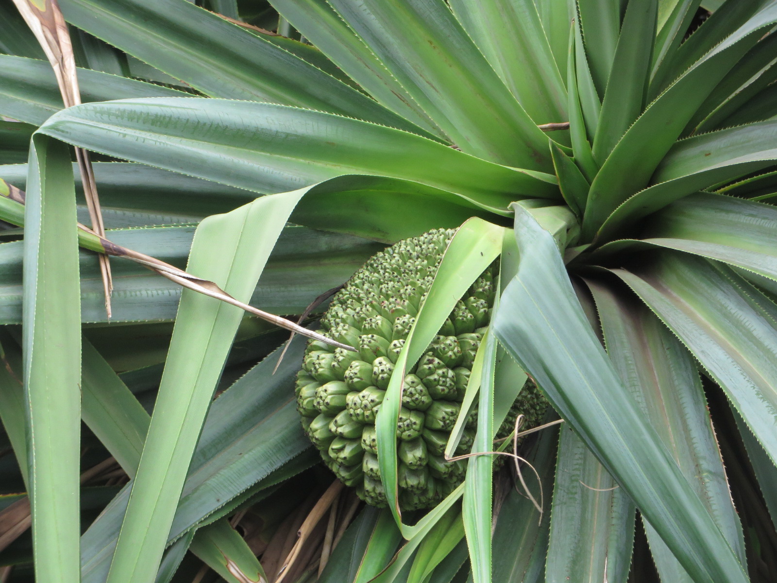 20151005021457.JPG image