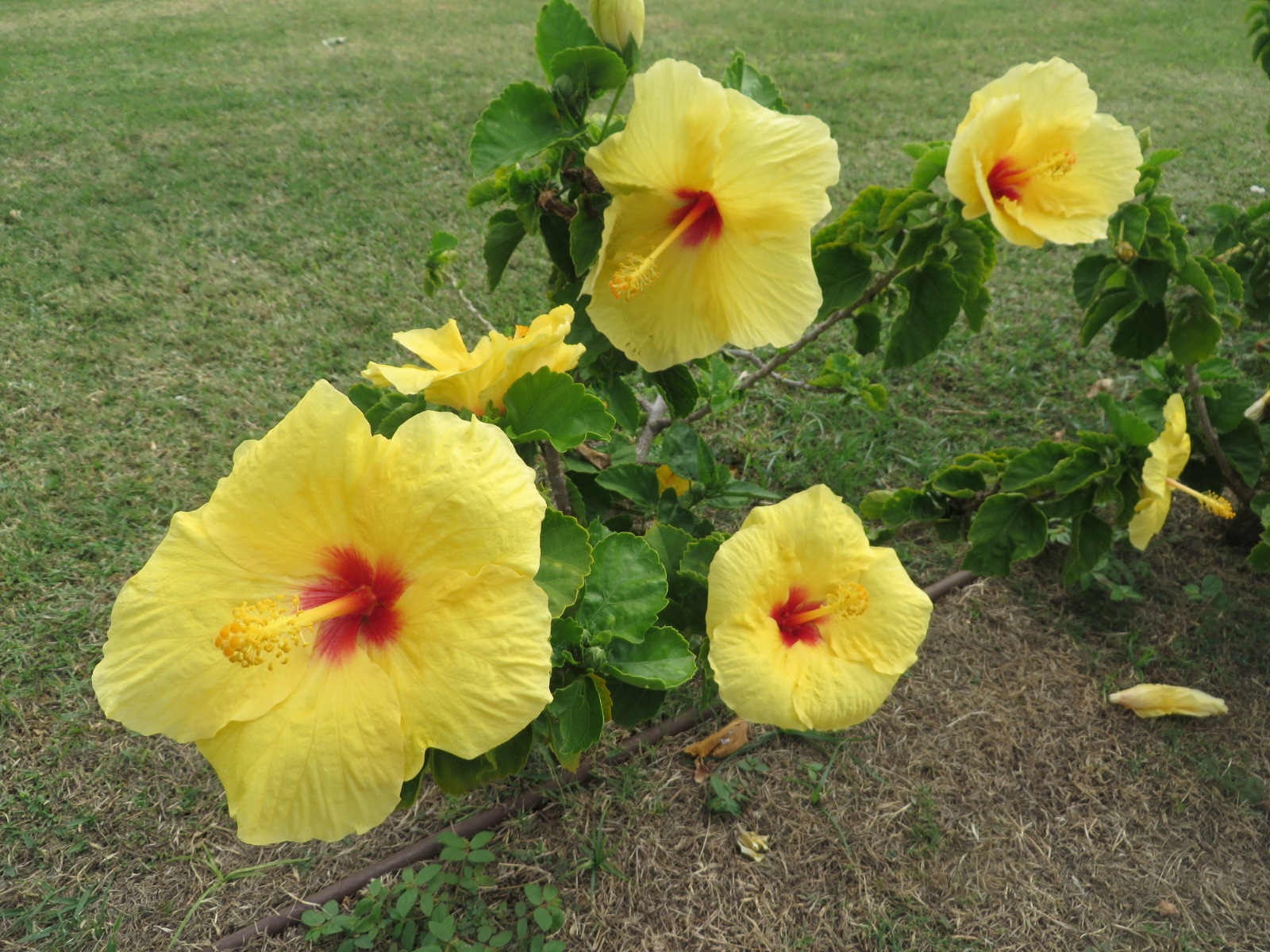 20151005212503.JPG image