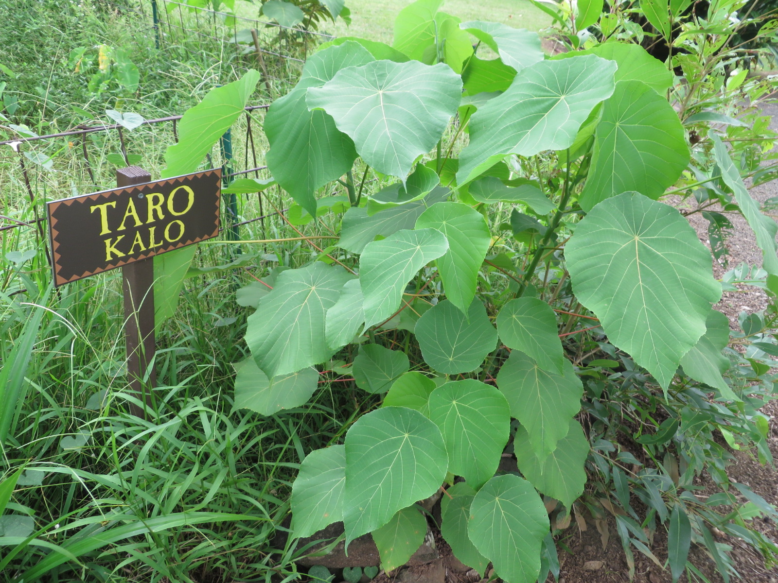 20151005231146.JPG image