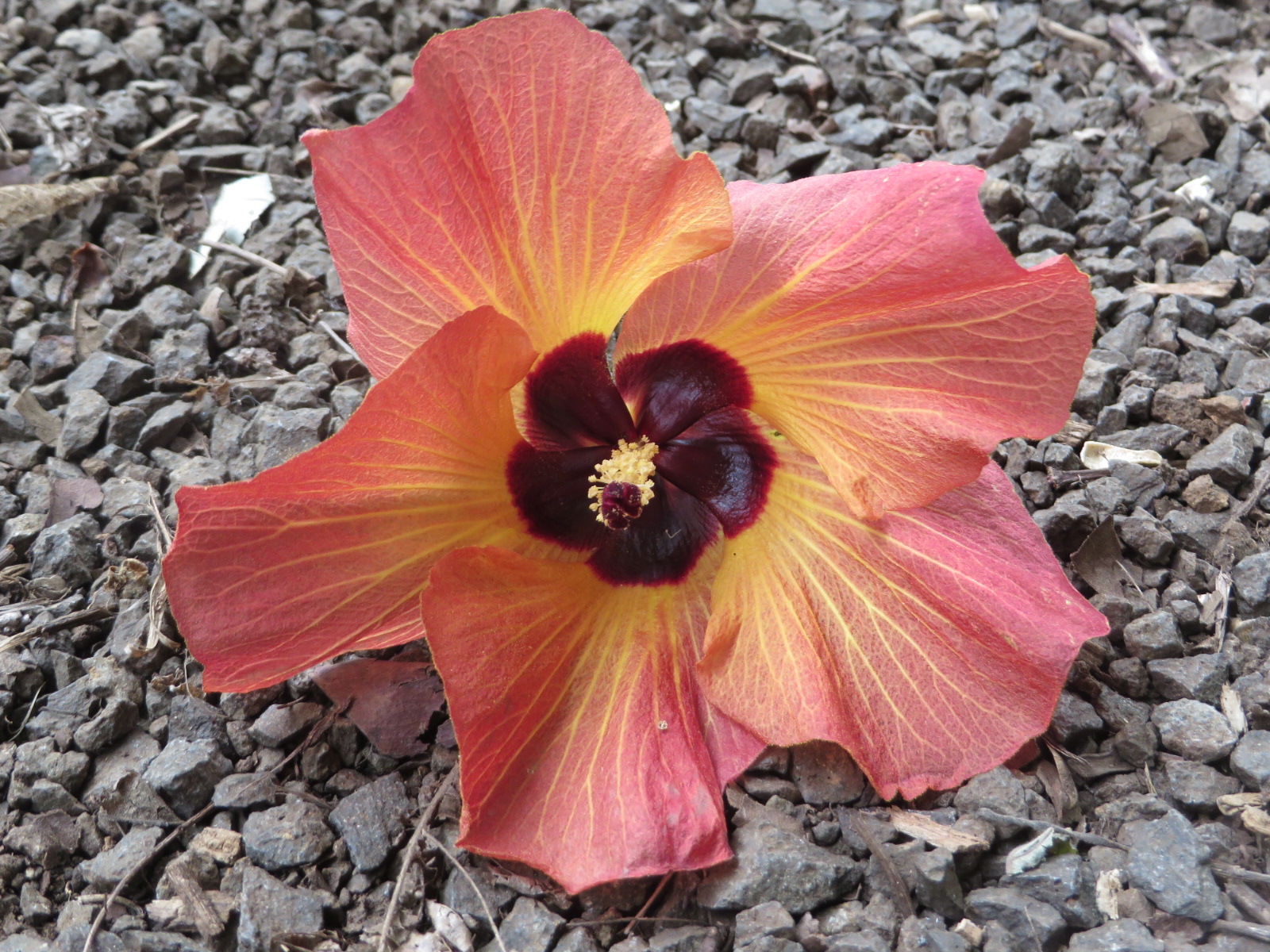 20151005231513.JPG image