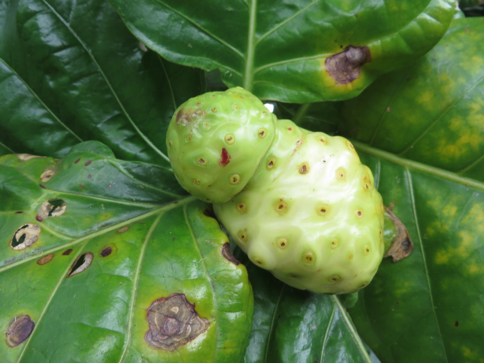 20151005232914.JPG image