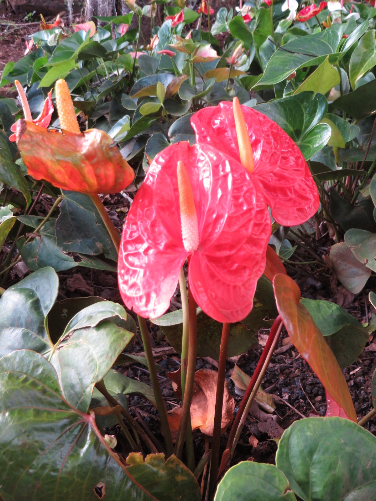 20151006035404.JPG image