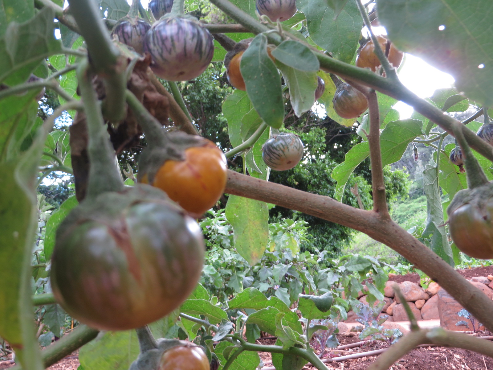 20151006035737.JPG image