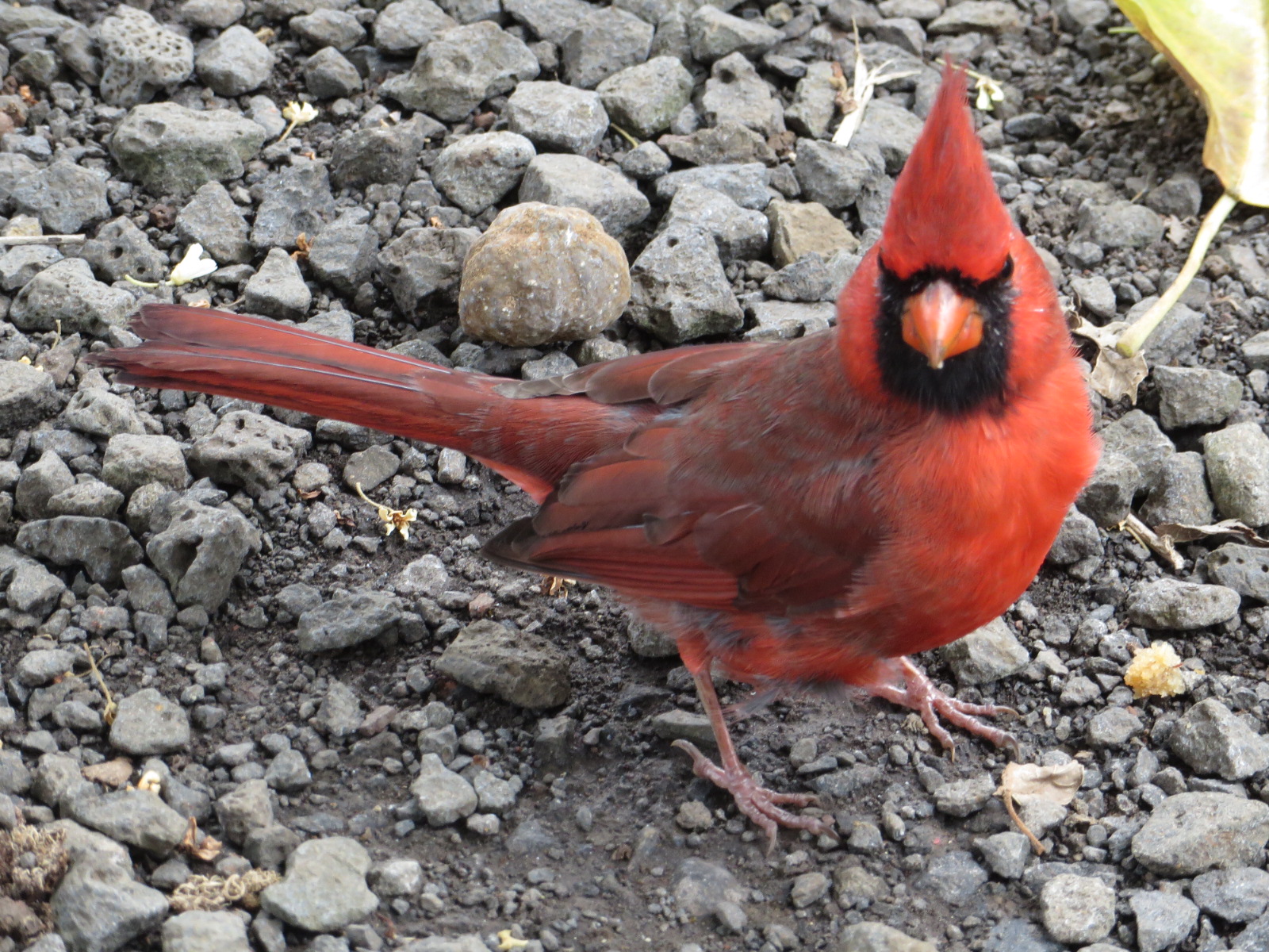 20151011001147.JPG image