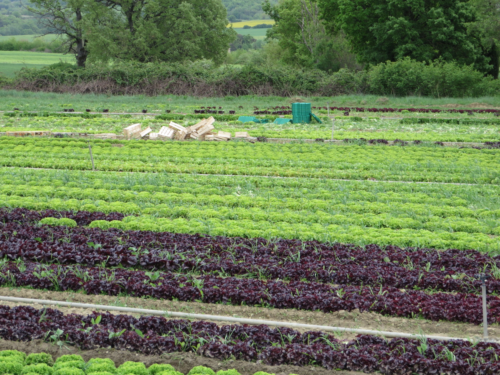 20160430133916.JPG image